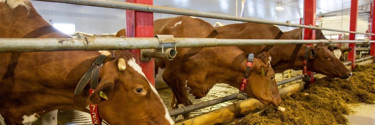 Lykkelige kyr på Marka