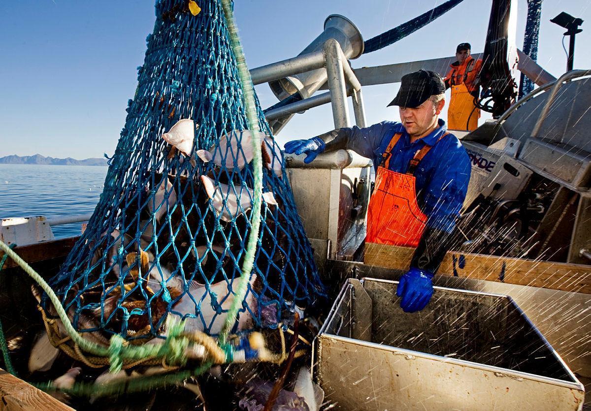 En fisker drar opp fangst i et garn i en fiskebåt - Klikk for stort bilde
