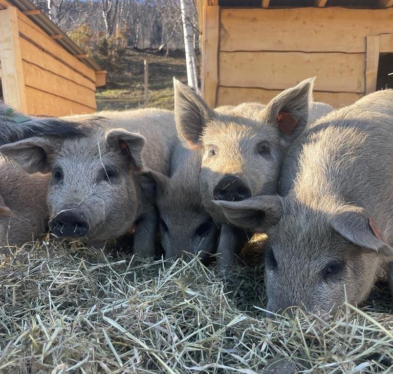 Mangalitsa - ullgrisunger - Klikk for stort bilde